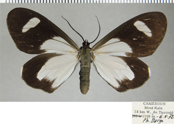 /filer/webapps/moths/media/images/F/famula_Pitthea_AF_ZSM.jpg