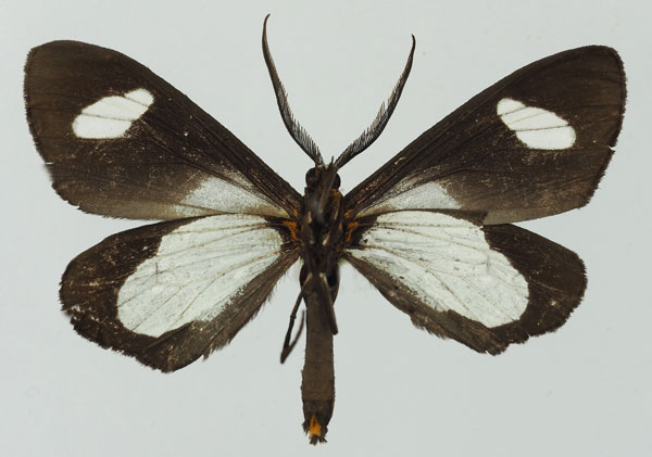 /filer/webapps/moths/media/images/F/famula_Pitthea_AM_Basquina.jpg