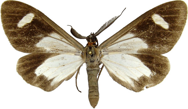 /filer/webapps/moths/media/images/F/famula_Pitthea_AM_MCJM.jpg