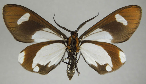 /filer/webapps/moths/media/images/F/famula_Pitthea_AM_ZSMb.jpg