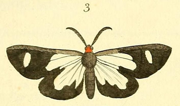 /filer/webapps/moths/media/images/F/famula_Pitthea_Drury2_11_3.jpg