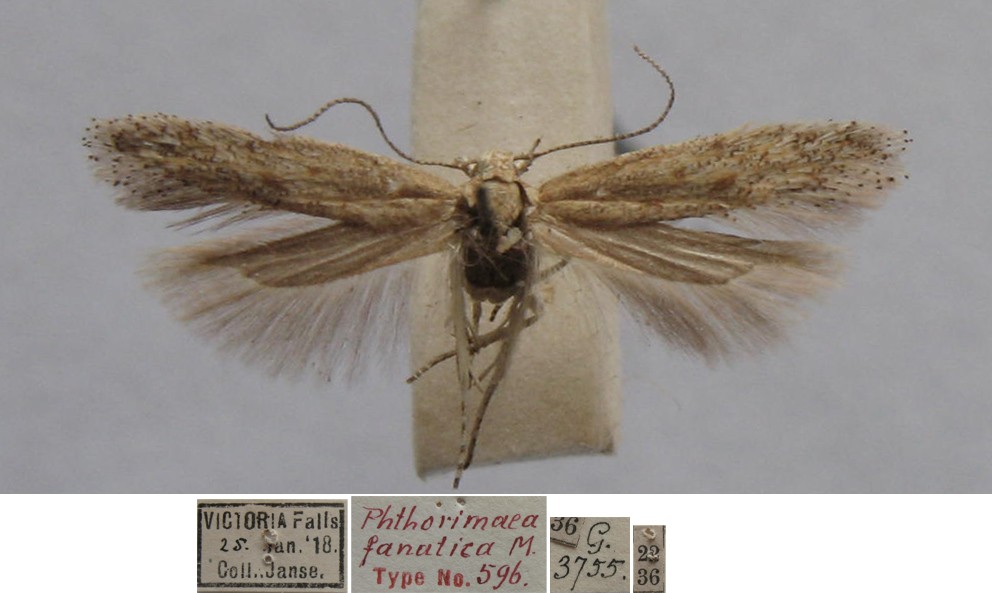 /filer/webapps/moths/media/images/F/fanatica_Phthorimaea_MHT_TMSA.jpg