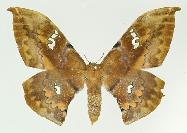 /filer/webapps/moths/media/images/F/fang_Orthogonioptilum_AF_Basquin.jpg