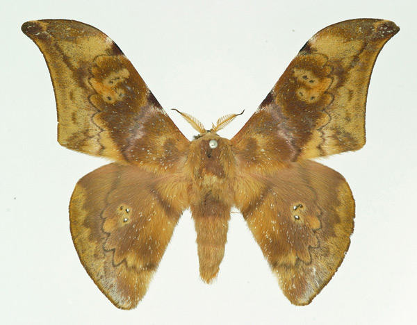 /filer/webapps/moths/media/images/F/fang_Orthogonioptilum_AM_Basquin.jpg