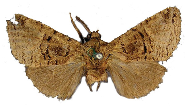 /filer/webapps/moths/media/images/F/fanti_Afroarabiella_HT_BMNH.jpg