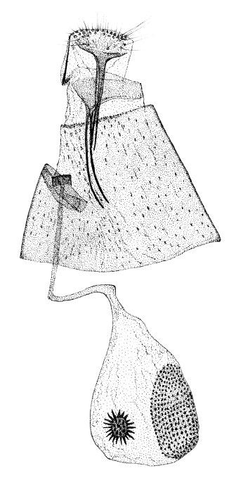 /filer/webapps/moths/media/images/F/farensis_Phyllonorycter_GF_DePrinsDePrins_2007b_52.jpg