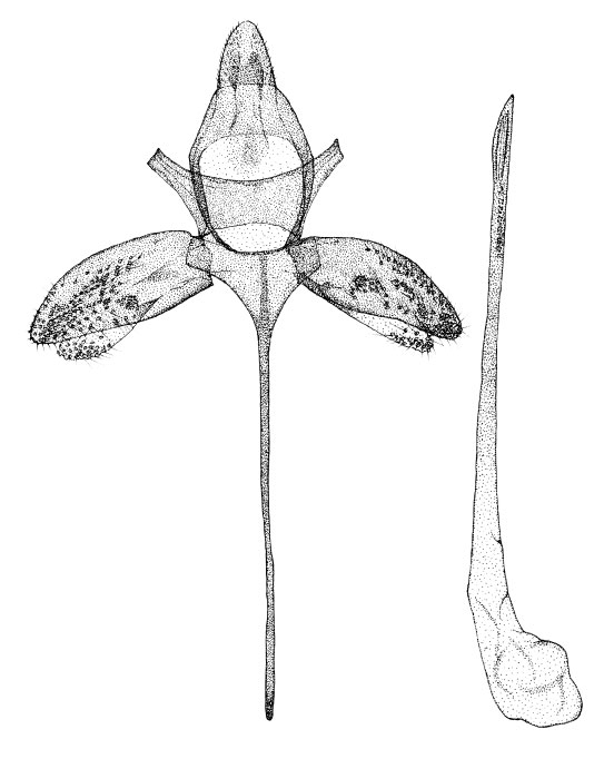 /filer/webapps/moths/media/images/F/farensis_Phyllonorycter_GM_DePrinsDePrins_2007b_50.jpg
