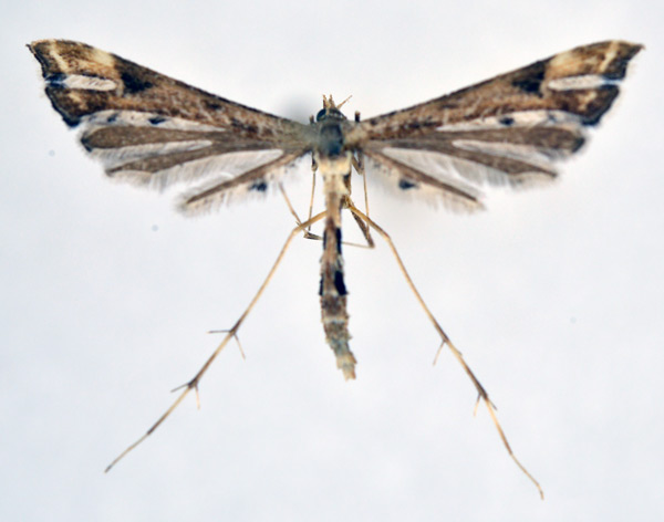 /filer/webapps/moths/media/images/F/farfarellus_Platyptilia_A_NHMO_01.jpg