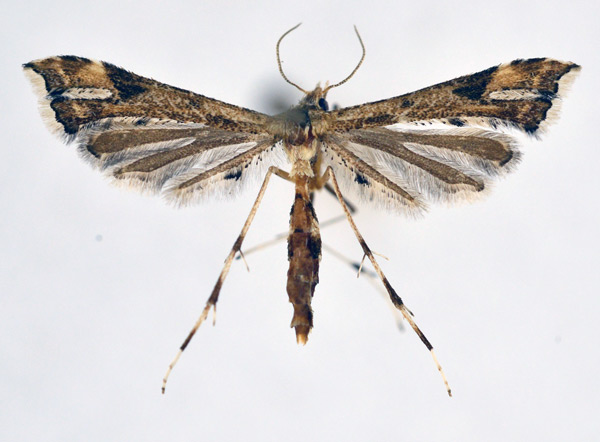 /filer/webapps/moths/media/images/F/farfarellus_Platyptilia_A_NHMO_02.jpg