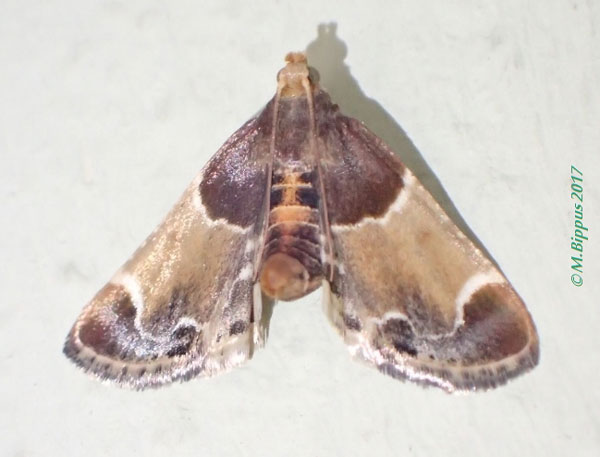 /filer/webapps/moths/media/images/F/farinalis_Pyralis_A_Bippus.jpg