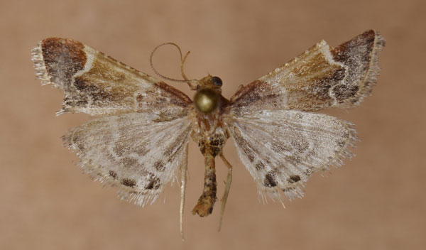 /filer/webapps/moths/media/images/F/farinalis_Pyralis_A_Butler.jpg