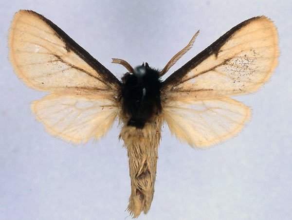 /filer/webapps/moths/media/images/F/fario_Metarctia_HT_BMNH_01.jpg
