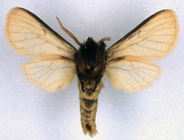 /filer/webapps/moths/media/images/F/fario_Metarctia_HT_BMNH_02.jpg