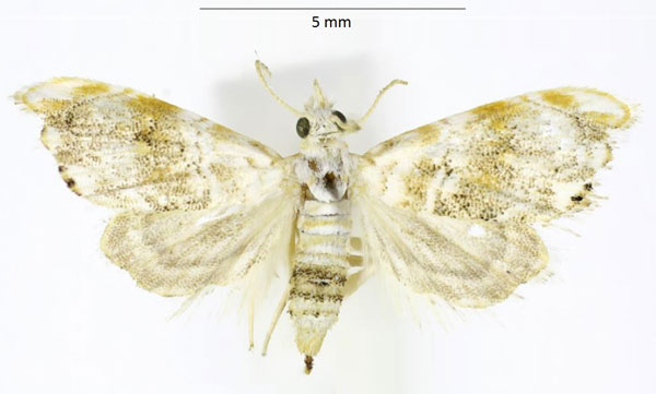 /filer/webapps/moths/media/images/F/faroensis_Glaucocharis_PTF_ABSRC.jpg