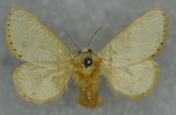 /filer/webapps/moths/media/images/F/farouki_Coenobasis_AF_Stroehle.jpg