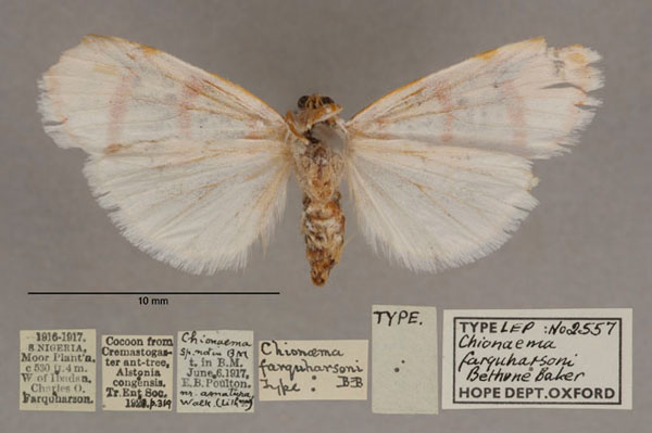 /filer/webapps/moths/media/images/F/farquharsoni_Chionaema_HT_OUMNH_02.jpg