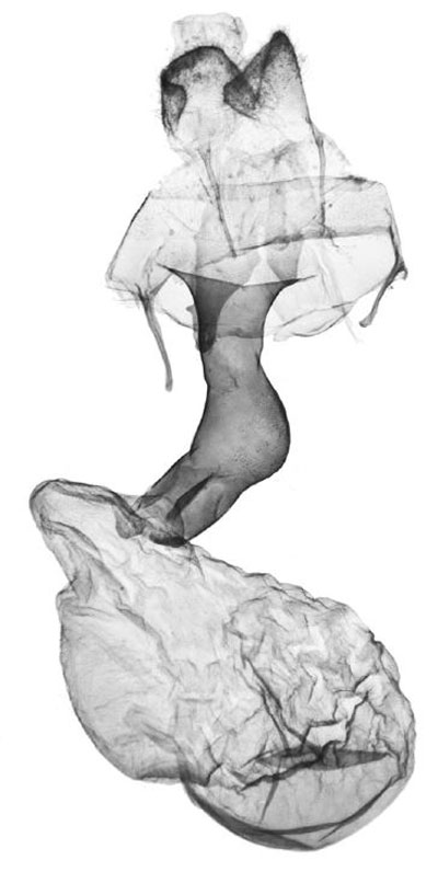 /filer/webapps/moths/media/images/F/fasciata_Asuroides_GFPT_BMNH.jpg