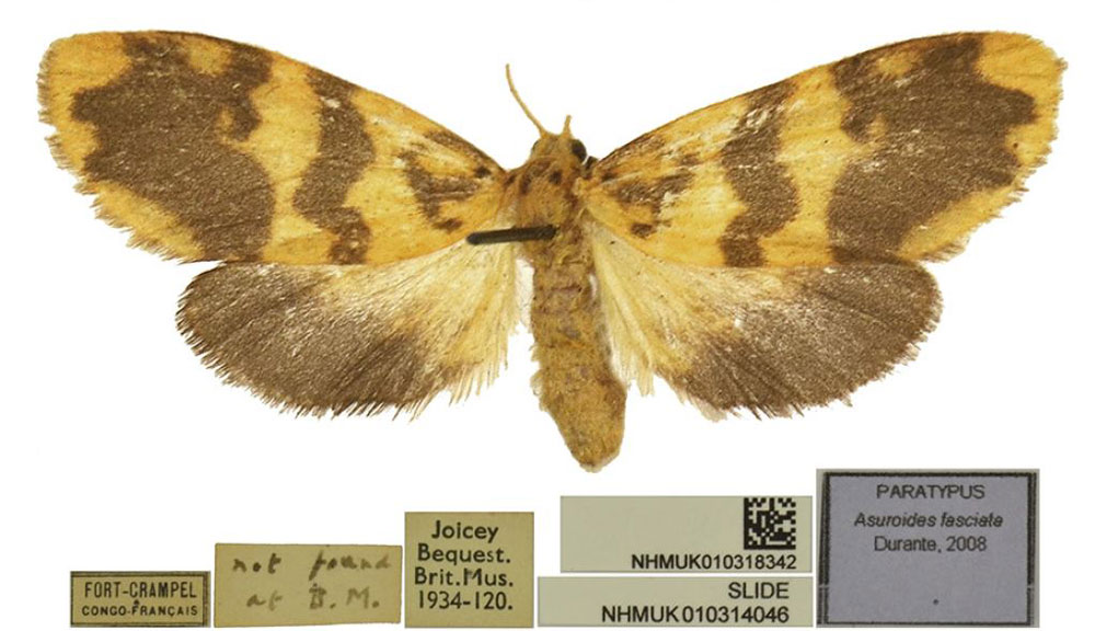 /filer/webapps/moths/media/images/F/fasciata_Asuroides_PTF_BMNH.jpg