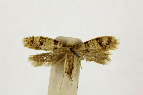 /filer/webapps/moths/media/images/F/fasciata_Barbaroscardia_A_RMCA.jpg