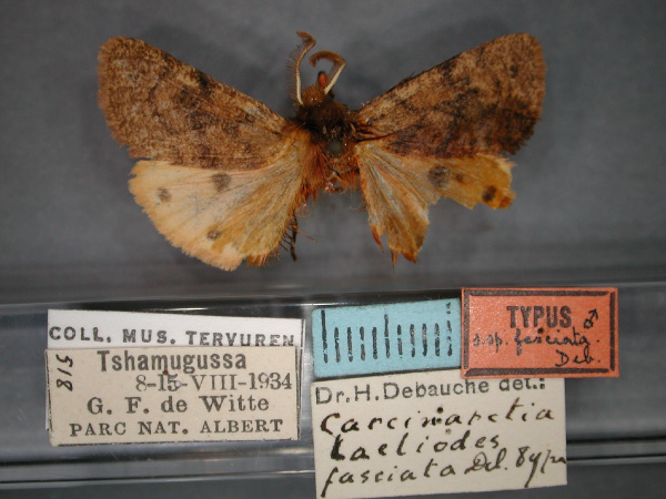 /filer/webapps/moths/media/images/F/fasciata_Carcinarctia_HT_RMCA_01.jpg