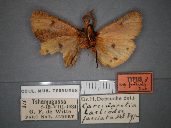 /filer/webapps/moths/media/images/F/fasciata_Carcinarctia_HT_RMCA_02.jpg