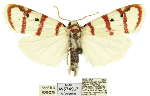 /filer/webapps/moths/media/images/F/fasciata_Cyana_AM_ANHRT.jpg