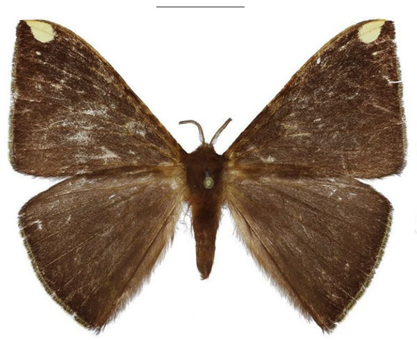 /filer/webapps/moths/media/images/F/fasciata_Drepanojana_AM_ANHRT.jpg