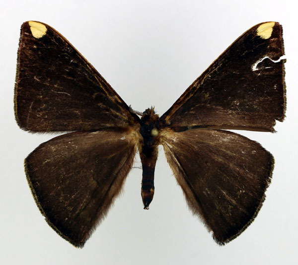 /filer/webapps/moths/media/images/F/fasciata_Drepanojana_AM_Basquin_01.jpg