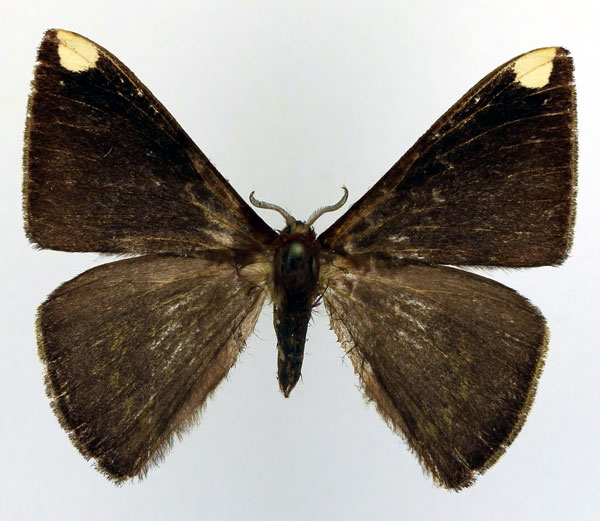 /filer/webapps/moths/media/images/F/fasciata_Drepanojana_AM_Basquin_02.jpg