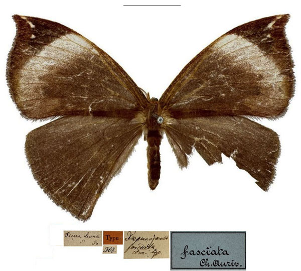 /filer/webapps/moths/media/images/F/fasciata_Drepanojana_HT_MfN.jpg