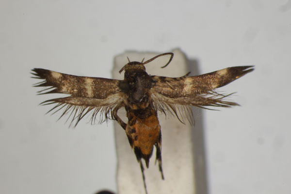 /filer/webapps/moths/media/images/F/fasciata_Eretmocera_HT_BMNH.jpg