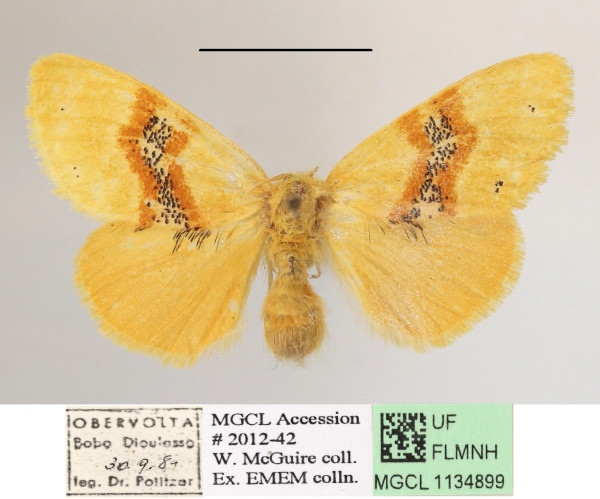 /filer/webapps/moths/media/images/F/fasciata_Euproctis_AF_MGCL_01.jpg