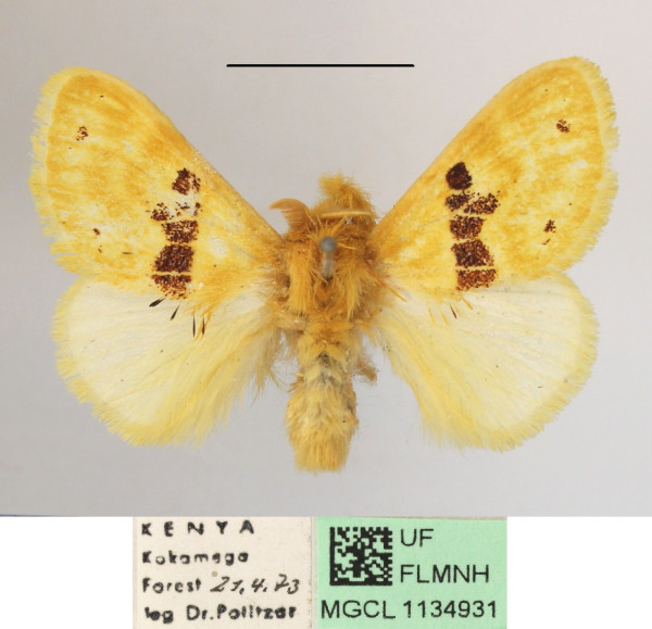 /filer/webapps/moths/media/images/F/fasciata_Euproctis_AM_MGCL_02.jpg