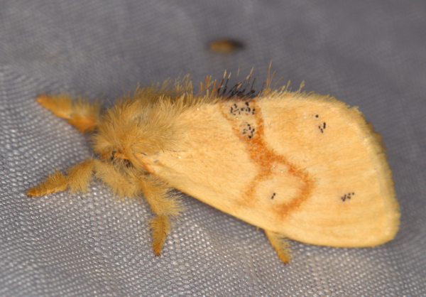 /filer/webapps/moths/media/images/F/fasciata_Euproctis_A_Heyns_01.jpg