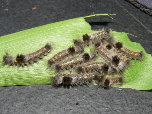 /filer/webapps/moths/media/images/F/fasciata_Euproctis_C_Goff_01.jpg
