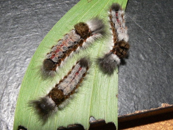 /filer/webapps/moths/media/images/F/fasciata_Euproctis_C_Goff_02.jpg