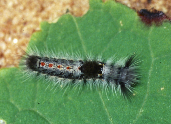/filer/webapps/moths/media/images/F/fasciata_Euproctis_C_Roland_01.jpg