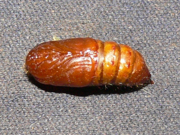/filer/webapps/moths/media/images/F/fasciata_Euproctis_P_Goff_04.jpg