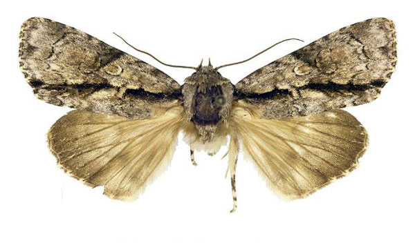/filer/webapps/moths/media/images/F/fasciata_Fascionycta_AF_Kiss.jpg