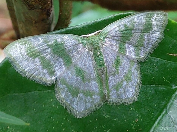 /filer/webapps/moths/media/images/F/fasciata_Gelasmodes_A_Ajibade.jpeg
