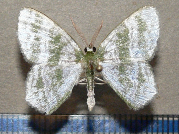 /filer/webapps/moths/media/images/F/fasciata_Gelasmodes_A_Goff.jpeg