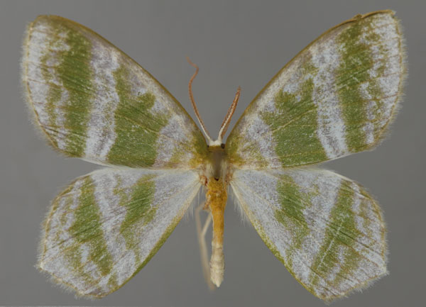/filer/webapps/moths/media/images/F/fasciata_Gelsamodes_A_ZSM_01.jpg