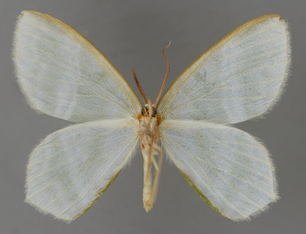 /filer/webapps/moths/media/images/F/fasciata_Gelsamodes_A_ZSM_02.jpg