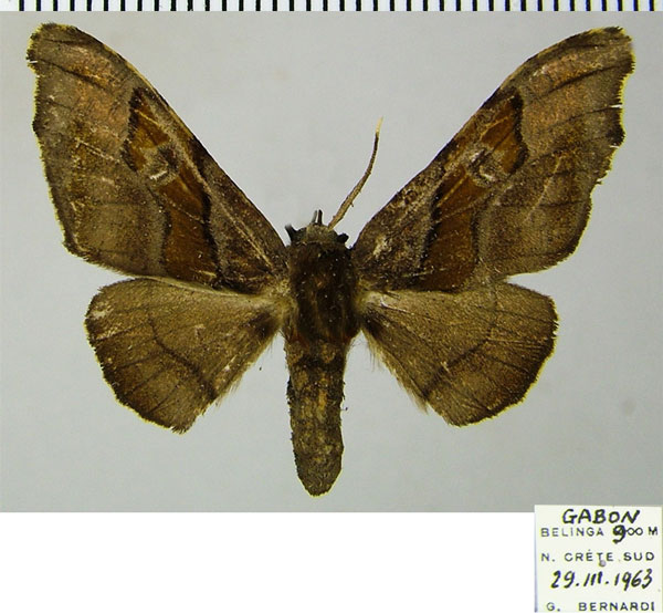 /filer/webapps/moths/media/images/F/fasciata_Gongropteryx_AF_ZSM.jpg
