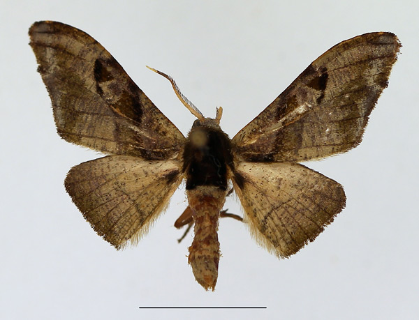 /filer/webapps/moths/media/images/F/fasciata_Gongropteryx_AM_TMSA_01.jpg