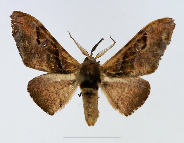 /filer/webapps/moths/media/images/F/fasciata_Gongropteryx_AM_TMSA_02.jpg
