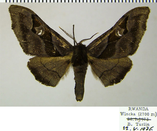 /filer/webapps/moths/media/images/F/fasciata_Gongropteryx_AM_ZSM_01a.jpg