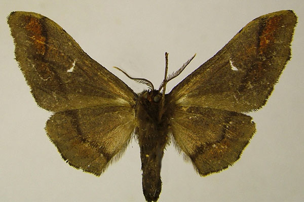 /filer/webapps/moths/media/images/F/fasciata_Gongropteryx_AM_ZSM_01b.jpg
