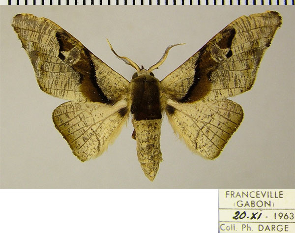/filer/webapps/moths/media/images/F/fasciata_Gongropteryx_AM_ZSMa.jpg