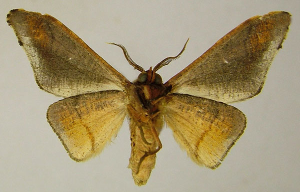 /filer/webapps/moths/media/images/F/fasciata_Gongropteryx_AM_ZSMb.jpg